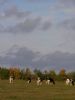 Holsteiner køerne på sommergræs. De kommer typisk hjem til malkekøerne hos Per til september