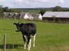 Holsteiner kvikalvene som kommer på græs hos os om sommeren